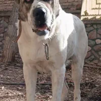 سگ توله11 ماهه نر الابای روسی نگهبان سراب ژرمن|سگ|تهران, تهرانپارس شرقی|دیوار