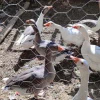 فروش غاز.جوجه.مرغ.بوقلمون|حیوانات مزرعه|نهاوند, |دیوار