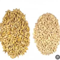 گندم و جو