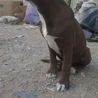 سگ نگهبان ،دمبلانی ،گارد|سگ|باغستان, |دیوار