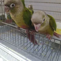 گرینچیک نرمه خور