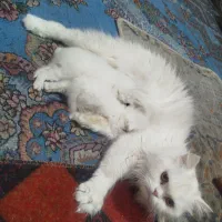 پرشین بابچه