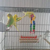 فروش عروس و مرغ عشق