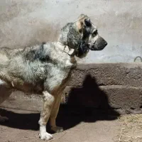 سگ سرابی