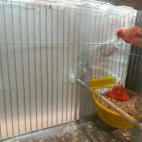 قناری رد فاکتور|پرنده|اصفهان, خواجه عمید|دیوار