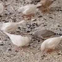 فنج مولد همگی جفت