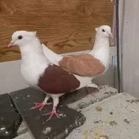 کبوتر پشتارجفت|پرنده|تیکمه داش, |دیوار