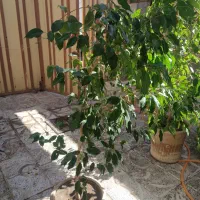 فروش سه گلدان گل بسیار زیبا|گل و گیاه طبیعی|مراغه, |دیوار