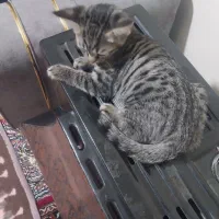 گربه دوماهه