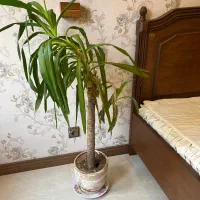 گل  یوکا با گلدان