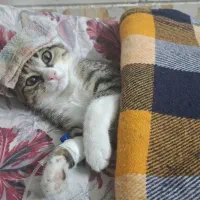 واگذاری گربه|گربه|اردکان, |دیوار