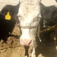 شنگل داشتی خالص