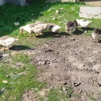 فروش ۵ عدد غاز