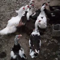 اردک اسرائیلی ماده