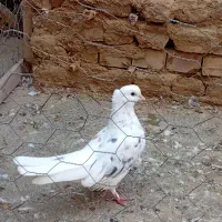 معاوضه با دورگ