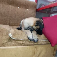 واگذاری مالینویز