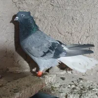 کبوتریاکفتر