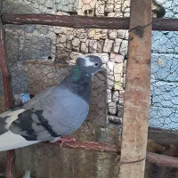 کبوتر|پرنده|سیرجان, |دیوار