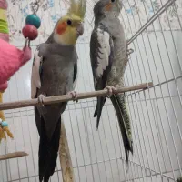 یک جفت عروس هلندی با قفس|پرنده|یزد, |دیوار