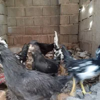 فروش یک جفت جوجه لاری ۴ ماهه و گلین ۵ ماهه اصل|حیوانات مزرعه|داراب, |دیوار