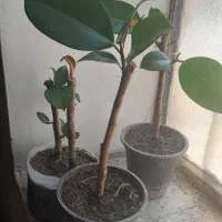 فروش گل فیکوس خانگی|گل و گیاه طبیعی|سنندج, |دیوار