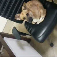 مژدگانی قابل توجه واسه یابنده شانتی سگ اشپیتز ماده|حیوانات|تهران, سلسبیل جنوبی|دیوار