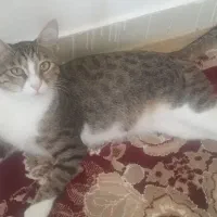واگذاری گربه رایگان