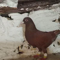 کبوتر سرخ|پرنده|مشهد, شهرک شیرین|دیوار