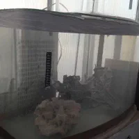 اکواریوم شیشه خم