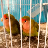 جفت کوتوله خوشکل|پرنده|تربت جام, شیخ احمد جامی|دیوار