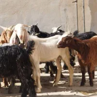 تعدادی کره نر وماده