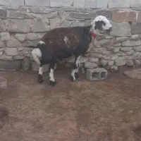 قوچ بروجردی چهاردندان