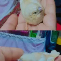 فنچ درشت و رنگ روشن وتیره فوق مولد میدم