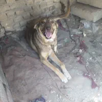 واگذاری ماده پژدر|سگ|ملایر, |دیوار