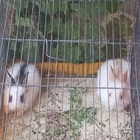 بچه خرگوش ناز