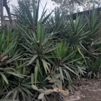 گل یوگا ۳ ساله|گل و گیاه طبیعی|رودسر, |دیوار