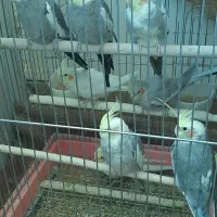 عروس هلندی|پرنده|نوشین شهر, |دیوار