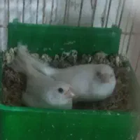 فنچ بنگالی و نرگسی