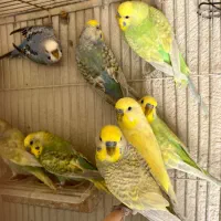 مرغ عشق رنگ رینبو