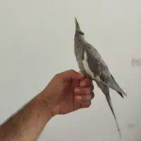 عروس هلندی|پرنده|کرمانشاه, |دیوار