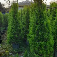 لاوسون زباله صادراتی تعداد|گل و گیاه طبیعی|چابکسر, |دیوار