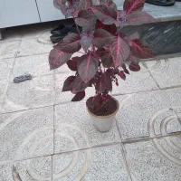 گل تازه|گل و گیاه طبیعی|خرمدره, |دیوار