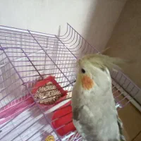 عروس هلندی ماده