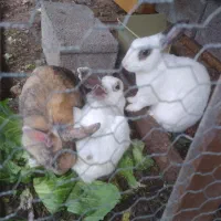 خرگوش نروماده|موش و خرگوش|نوشهر, |دیوار