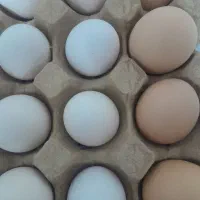 تخم مرغ محلی