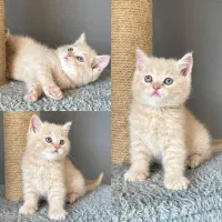 بچه گربه بیریتیش