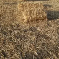 کلش رو درجه یک