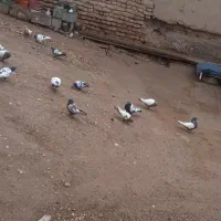 کفتر معلقی|پرنده|کرمان, |دیوار