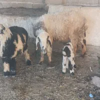 بره سبک ترکی و میش بره دار نر