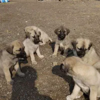 6تا توله عراقی 1ماه|سگ|صالح آباد, |دیوار